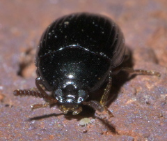 Platydema excavata