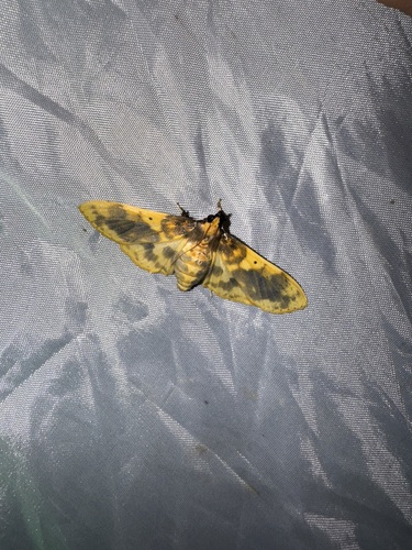 Pachynoa thoosalis