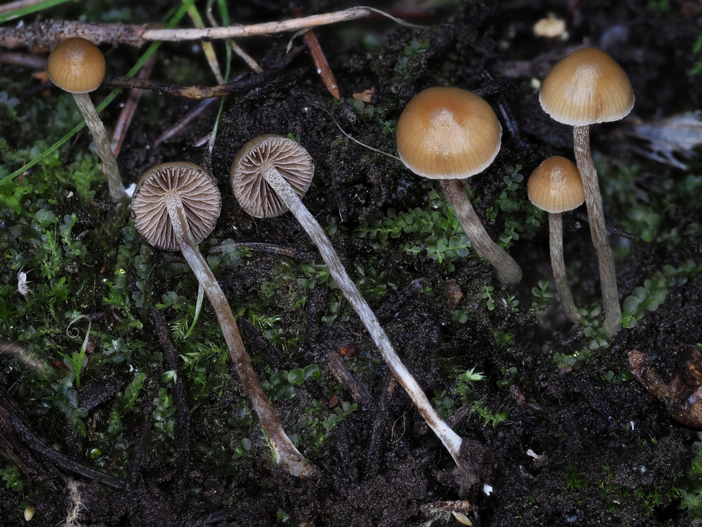 Psilocybe sp. 'PNW02'