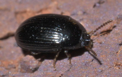 Platydema excavata