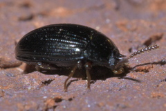 Platydema excavata