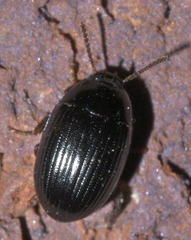 Platydema excavata