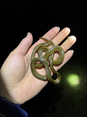 Tengchong Keelback Snake photo 1