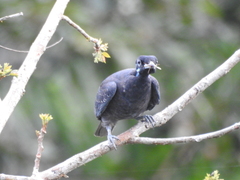Gymnoderus foetidus