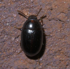 Platydema micans