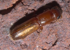 Euplatypus compositus