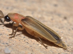 Pleotomus pallens