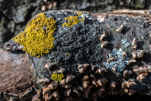 photo of Candleflame Lichen (Candelaria concolor)