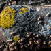 photo of Candleflame Lichen (Candelaria concolor)
