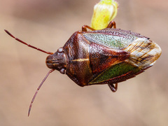 Diaphyta fulvescens