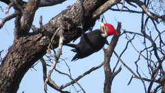 Dryocopus schulzii