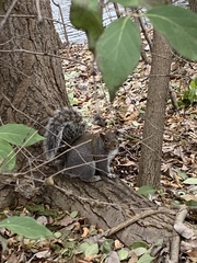 Sciurus carolinensis