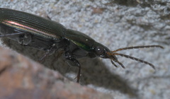 Poecilus chalcites