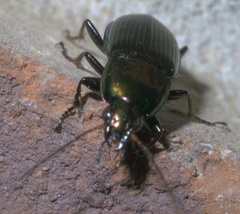 Poecilus chalcites