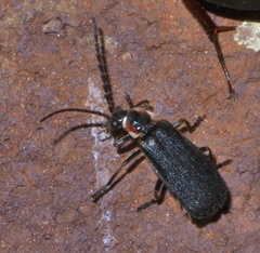 Polemius repandus