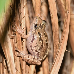Scinax granulatus