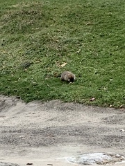 Marmota monax