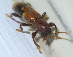 Priocera castanea