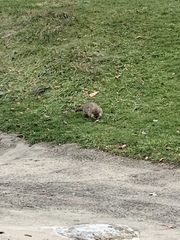 Marmota monax
