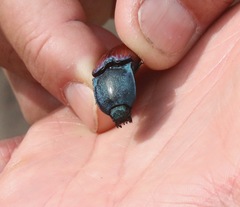 Chalcolepidius rubripennis