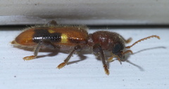Priocera castanea