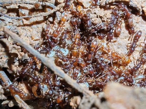 Cerapachys biroi observed 2025-09-18