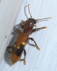 Priocera castanea