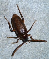Prionus debilis