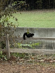Sciurus carolinensis