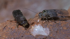 Prostephanus punctatus