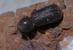 Prostephanus punctatus