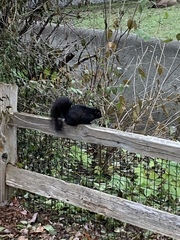 Sciurus carolinensis