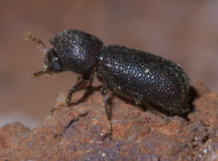 Prostephanus punctatus