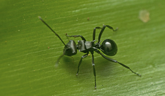 Polyrhachis clio