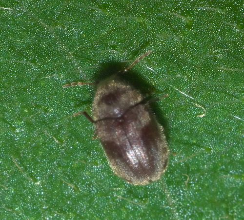 Protheca hispida