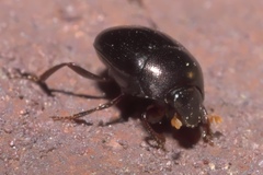 Pseudocanthon perplexus