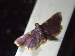 Hypsopygia flavamaculata