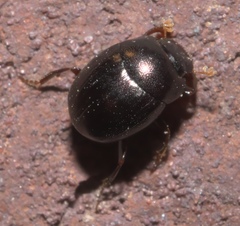 Pseudocanthon perplexus