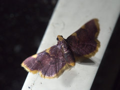Hypsopygia flavamaculata