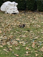 Sciurus carolinensis