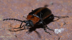 Chromatia amoena