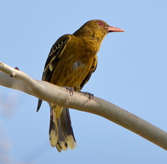 Oriolus flavocinctus