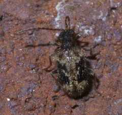 Gynopterus