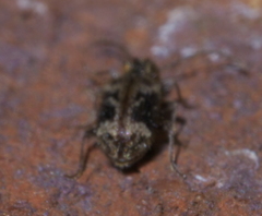 Gynopterus