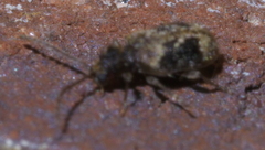 Gynopterus