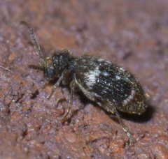 Ptinus bimaculatus