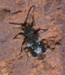 Ptinus bimaculatus