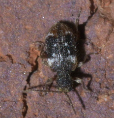 Ptinus bimaculatus