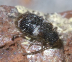 Ptinus bimaculatus