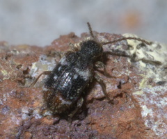Ptinus bimaculatus